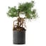 Pinus sylvestris, 38 cm, ± 6 jaar oud, met de hand gestyled door Mario Komstra