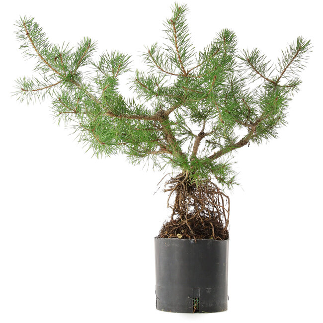 Pinus sylvestris, 46,5 cm, ± 6 Jahre alt, persönlich gezüchtet und geformt von Mario Komsta
