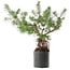 Pinus sylvestris, 46,5 cm, ± 6 jaar oud, met de hand gestyled door Mario Komstra