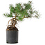 Pinus sylvestris, 38 cm, ± 6 jaar oud, met de hand gestyled door Mario Komstra