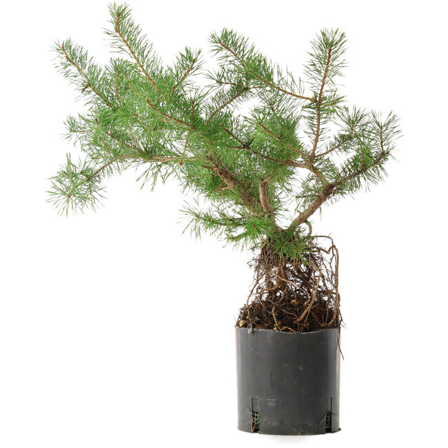 Pinus sylvestris, 46,5 cm, ± 6 anni, coltivato e modellato personalmente da Mario Komsta