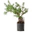 Pinus sylvestris, 46,5 cm, ± 6 jaar oud, met de hand gestyled door Mario Komstra