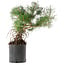 Pinus sylvestris, 38 cm, ± 6 jaar oud, met de hand gestyled door Mario Komstra