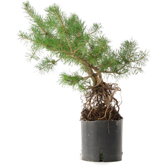 Pinus sylvestris, 46,5 cm, ± 6 anni, coltivato e modellato personalmente da Mario Komsta