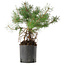 Pinus sylvestris, 38 cm, ± 6 jaar oud, met de hand gestyled door Mario Komstra