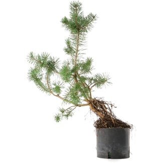  Mario Komsta Pinus sylvestris, 57,5 cm, ± 6 anni