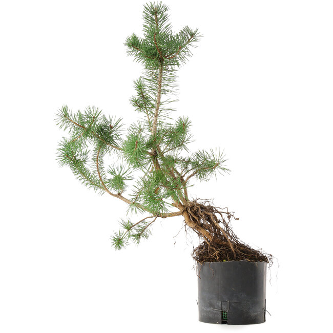 Pinus sylvestris, 57,5 cm, ± 6 jaar oud, met de hand gekweekt en gestyled door Mario Komsta zelf