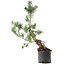 Pinus sylvestris, 57,5 cm, ± 6 jaar oud, met de hand gekweekt en gestyled door Mario Komsta zelf