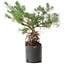 Pinus sylvestris, 46,5 cm, ± 6 jaar oud, met de hand gestyled door Mario Komstra