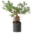 Pinus sylvestris, 46,5 cm, ± 6 years old, hand-styled by Mario Komstra