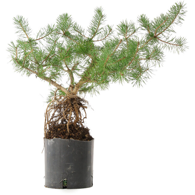 Pinus sylvestris, 46,5 cm, ± 6 years old, personally grown and shaped by Mario Komsta