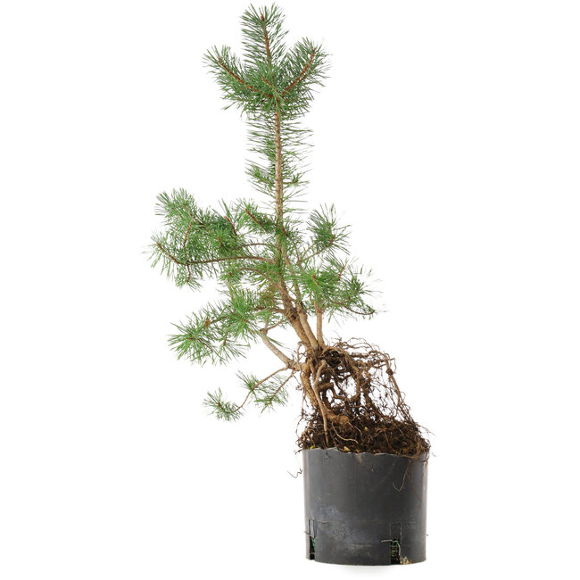 Pinus sylvestris, 57,5 cm, ± 6 años, cultivado a mano y diseñado por el propio Mario Komsta