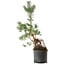 Pinus sylvestris, 57,5 cm, ± 6 jaar oud, met de hand gestyled door Mario Komstra