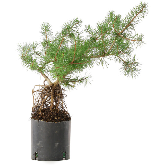 Pinus sylvestris, 46,5 cm, ± 6 years old, personally grown and shaped by Mario Komsta