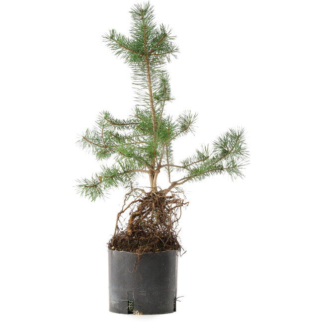 Pinus sylvestris, 57,5 cm, ± 6 años, cultivado a mano y diseñado por el propio Mario Komsta