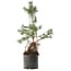 Pinus sylvestris, 57,5 cm, ± 6 anni, stile manuale di Mario Komstra