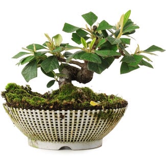  Mario Komsta Cotoneaster Horizontalis, 12 cm, ± 6 anni