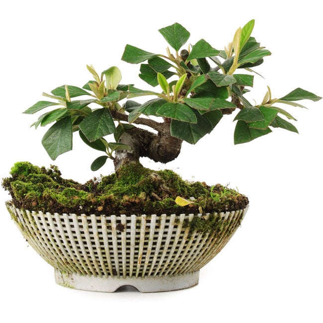 Cotoneaster horizontalis, 12 cm, ± 6 jaar oud, met de hand gestyled door Mario Komstra