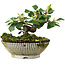 Cotoneaster horizontalis, 12 cm, ± 6 jaar oud, met de hand gestyled door Mario Komstra