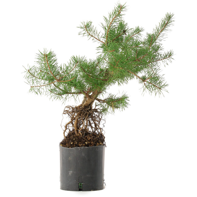 Pinus sylvestris, 46,5 cm, ± 6 ans, cultivé et façonné personnellement par Mario Komsta