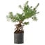 Pinus sylvestris, 46,5 cm, ± 6 jaar oud, met de hand gestyled door Mario Komstra