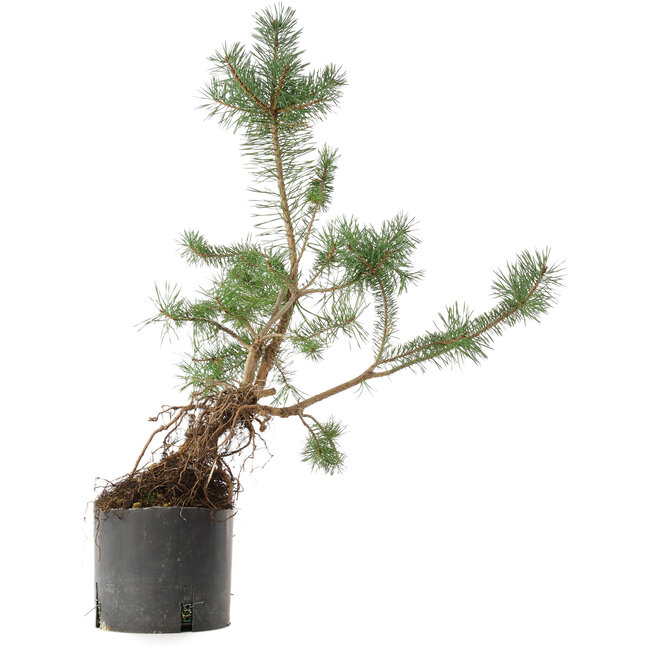 Pinus sylvestris, 57,5 cm, ± 6 Jahre alt, von Mario Komsta persönlich handgezogen und gestylt
