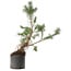 Pinus sylvestris, 57,5 cm, ± 6 jaar oud, met de hand gestyled door Mario Komstra