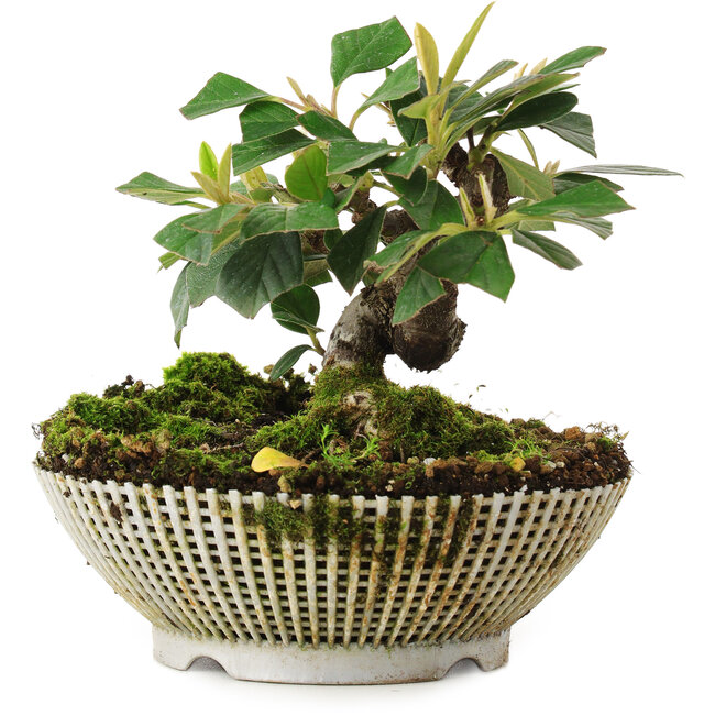 Cotoneaster horizontalis, 12 cm, ± 6 Jahre alt, persönlich gezüchtet und gestylt von Mario Komsta selbst