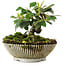 Cotoneaster horizontalis, 12 cm, ± 6 jaar oud, met de hand gestyled door Mario Komstra