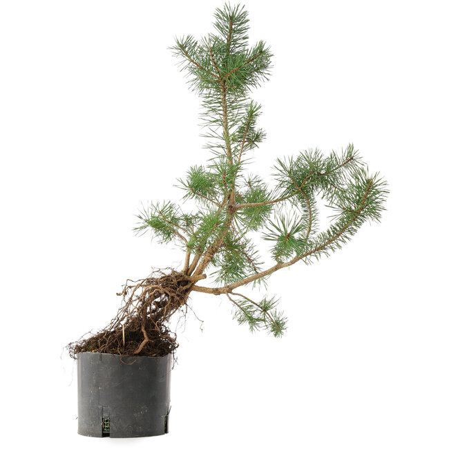 Pinus sylvestris, 57,5 cm, ± 6 years old, hand-grown and styled by Mario Komsta himself