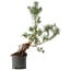 Pinus sylvestris, 57,5 cm, ± 6 years old, hand-styled by Mario Komstra