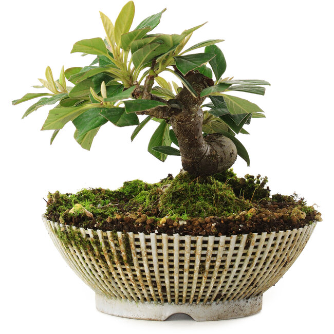 Cotoneaster horizontalis, 12 cm, ± 6 ans, cultivé et stylisé personnellement par Mario Komsta lui-même