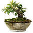 Cotoneaster horizontalis, 12 cm, ± 6 jaar oud, met de hand gestyled door Mario Komstra