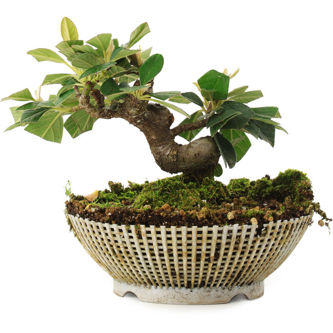 Cotoneaster horizontalis, 12 cm, ± 6 jaar oud, persoonlijk gekweekt en gestyled door Mario Komsta zelf