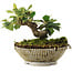 Cotoneaster horizontalis, 12 cm, ± 6 jaar oud, met de hand gestyled door Mario Komstra