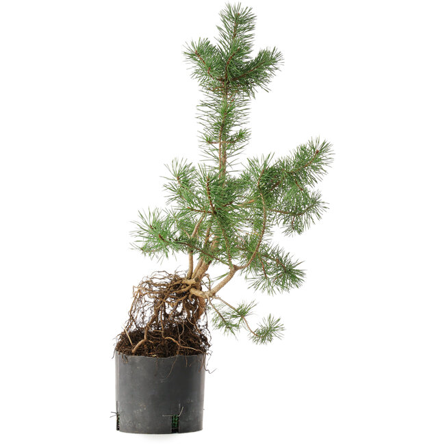Pinus sylvestris, 57,5 cm, ± 6 years old, hand-grown and styled by Mario Komsta himself
