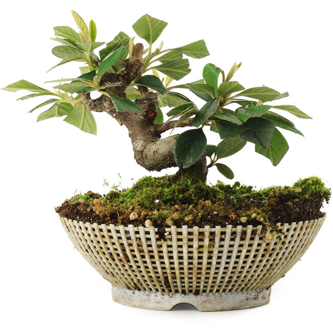 Cotoneaster horizontalis, 12 cm, ± 6 ans, cultivé et stylisé personnellement par Mario Komsta lui-même