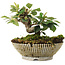 Cotoneaster horizontalis, 12 cm, ± 6 jaar oud, met de hand gestyled door Mario Komstra