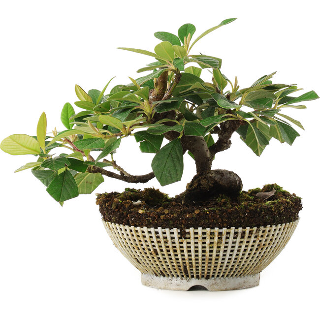 Cotoneaster Horizontalis, 14,5 cm, ± 6 anni, coltivato a mano e curato personalmente da Mario Komsta