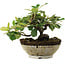 Cotoneaster horizontalis, 14,5 cm, ± 6 jaar oud, met de hand gestyled door Mario Komstra