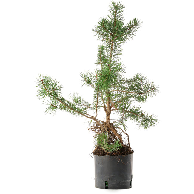 Pinus sylvestris, 57,5 cm, ± 6 years old, hand-grown and styled by Mario Komsta himself