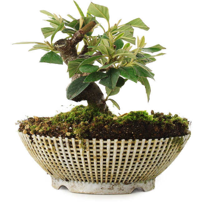 Cotoneaster horizontalis, 12 cm, ± 6 Jahre alt, persönlich gezüchtet und gestylt von Mario Komsta selbst