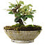 Cotoneaster horizontalis, 12 cm, ± 6 jaar oud, met de hand gestyled door Mario Komstra