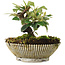 Cotoneaster horizontalis, 12 cm, ± 6 jaar oud, persoonlijk gekweekt en gestyled door Mario Komsta zelf