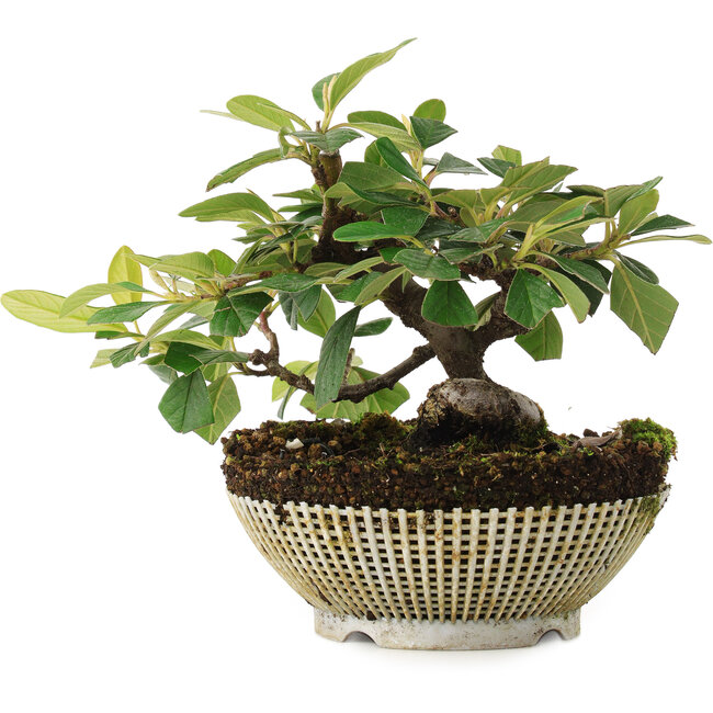Cotoneaster horizontalis, 14,5 cm, ± 6 años, cultivado a mano y diseñado personalmente por Mario Komsta