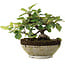 Cotoneaster horizontalis, 14,5 cm, ± 6 jaar oud, met de hand gestyled door Mario Komstra