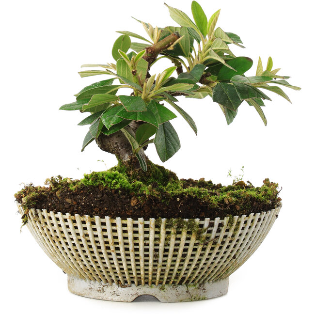 Cotoneaster horizontalis, 12 cm, ± 6 años, cultivado y diseñado personalmente por el propio Mario Komsta