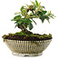 Cotoneaster horizontalis, 12 cm, ± 6 jaar oud, persoonlijk gekweekt en gestyled door Mario Komsta zelf