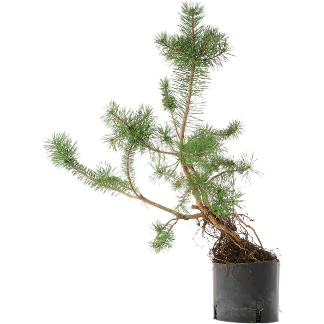 Pinus sylvestris, 57,5 cm, ± 6 Jahre alt, von Mario Komsta persönlich handgezogen und gestylt