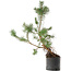 Pinus sylvestris, 57,5 cm, ± 6 jaar oud, met de hand gekweekt en gestyled door Mario Komsta zelf
